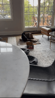 Cat playing